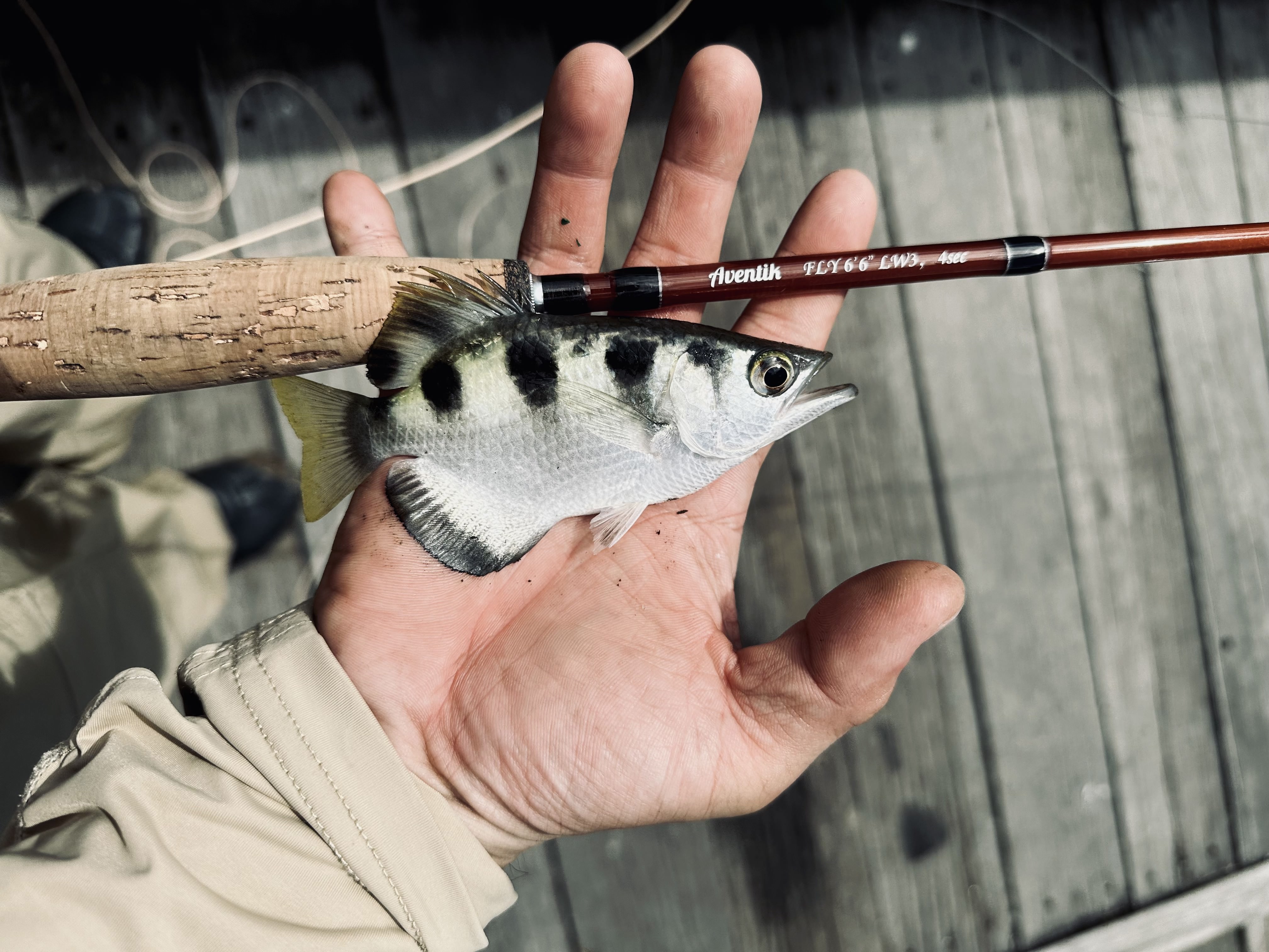 Aventiksports Fly Fishing