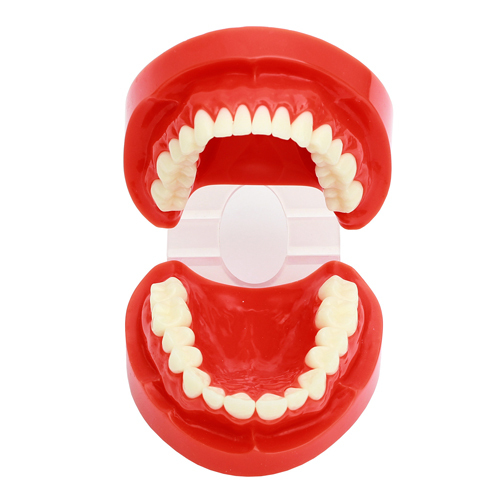 Dental Standard Teeth Tooth Model Anatomy Anatomical Denture #1