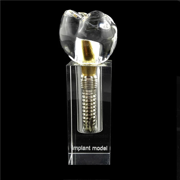 Dental Implant Demonstration Tooth Model Teeth Study Model