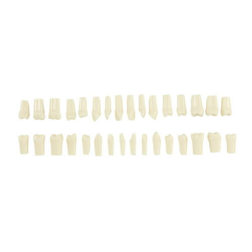 Dental Replacement Teeth for Nissin Kilgore 200 Typodont Model