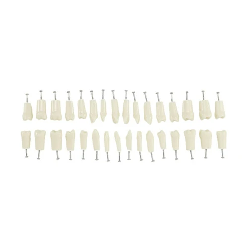 Dental Replacement Teeth for Nissin Kilgore 200 Typodont Model