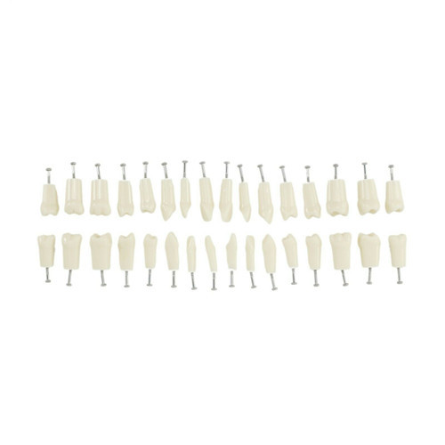 Dental Replacement Teeth for Nissin Kilgore 200 Typodont Model