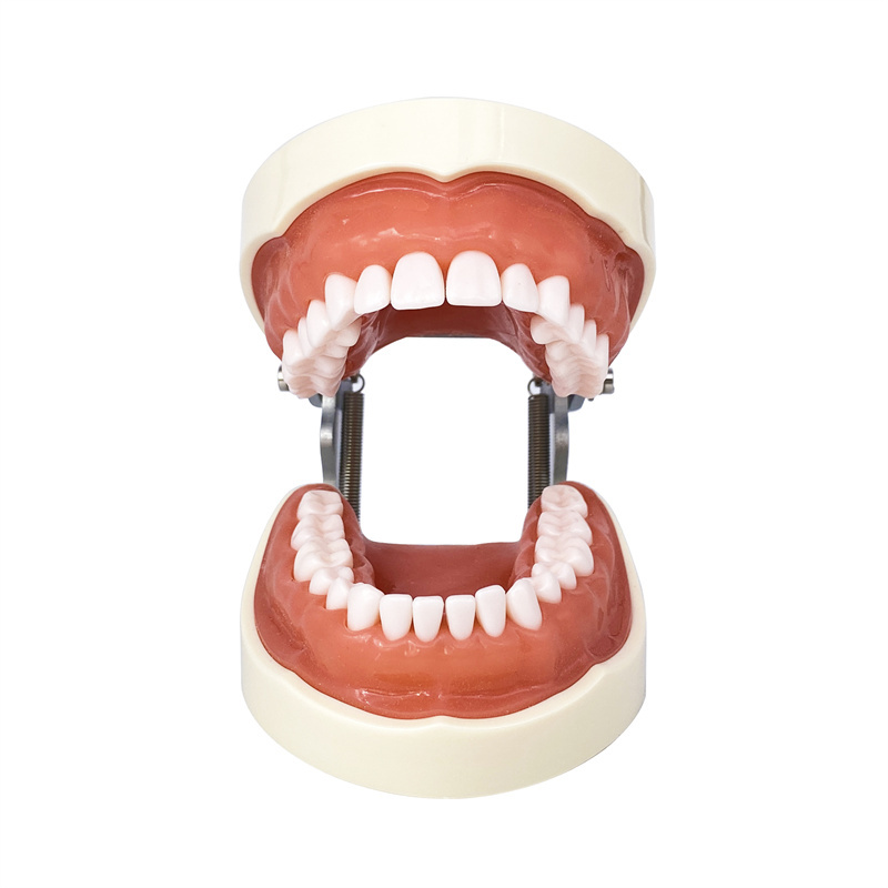 Dental Removerable Teeth Model Compatible with KILGORE NISSIN Typodont