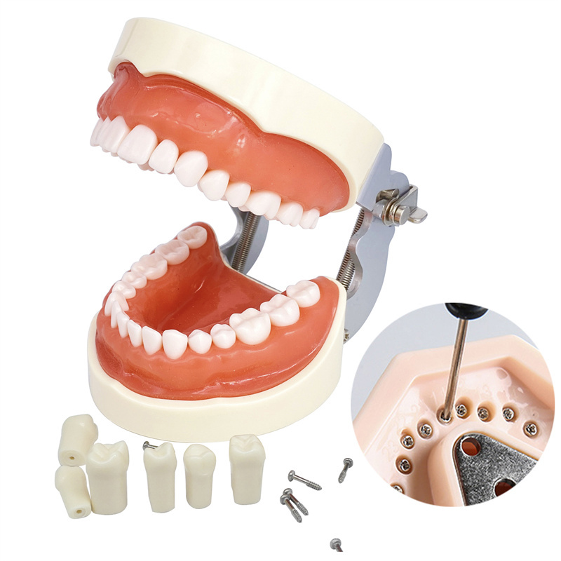 Dental Removerable Teeth Model Compatible with KILGORE NISSIN Typodont