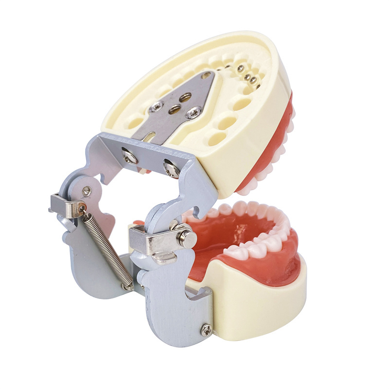 Dental Removerable Teeth Model Compatible with KILGORE NISSIN Typodont