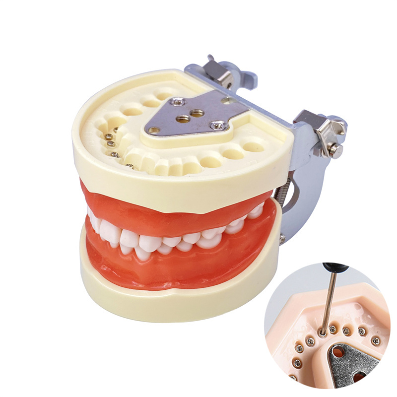 Dental Removerable Teeth Model Compatible with KILGORE NISSIN Typodont