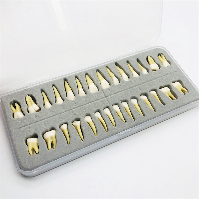 Dental Typodont Standard Model 28Pcs Removable Teeth Soft Simulation Cheek