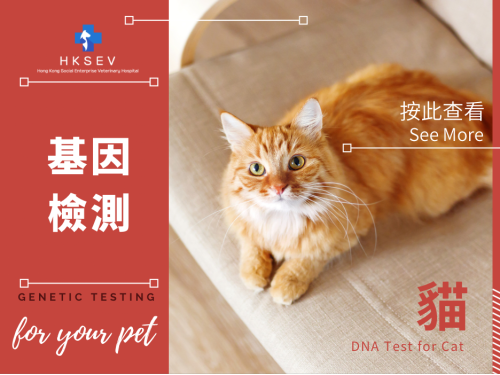 貓基因檢測