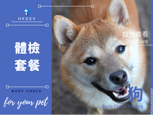 狗身體檢查