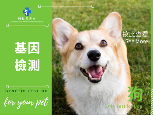 狗基因檢測