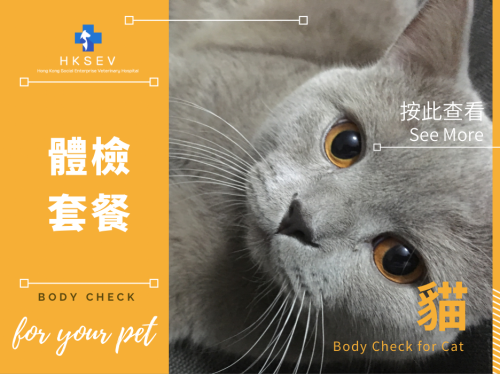 貓身體檢查 Body Check for Cat/ Feline