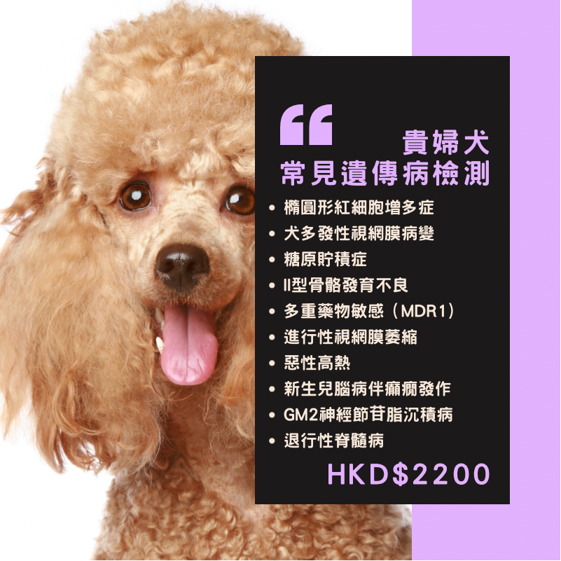 【遺傳病基因檢測套餐】狗狗專用 - 貴婦犬  Genetics Test For Poodle（Dog)