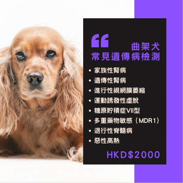 【遺傳病基因檢測套餐】狗狗專用 - 曲架犬 Genetics Test For English Cocker Spaniel (Dog)