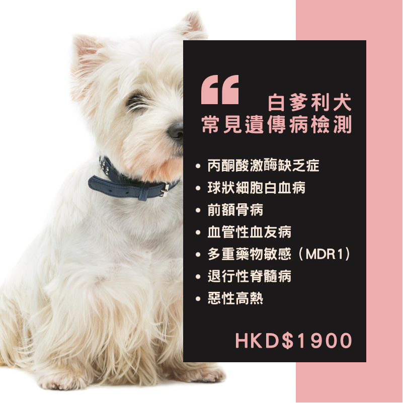 【遺傳病基因檢測套餐】狗狗專用 - 白爹利犬 ​​​​​​​Genetics Test For West Highland White Terrier (Dog)