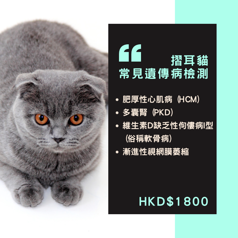 【遺傳病基因檢測套餐】貓貓專用 - 摺耳貓 Genetics Test For Scottish Fold (Cat)