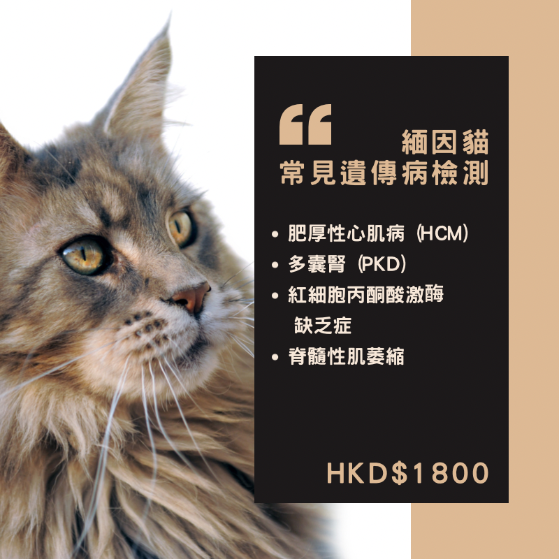 【遺傳病基因檢測套餐】貓貓專用 - 緬因貓 Genetics Test For Maine Coon (Cat)
