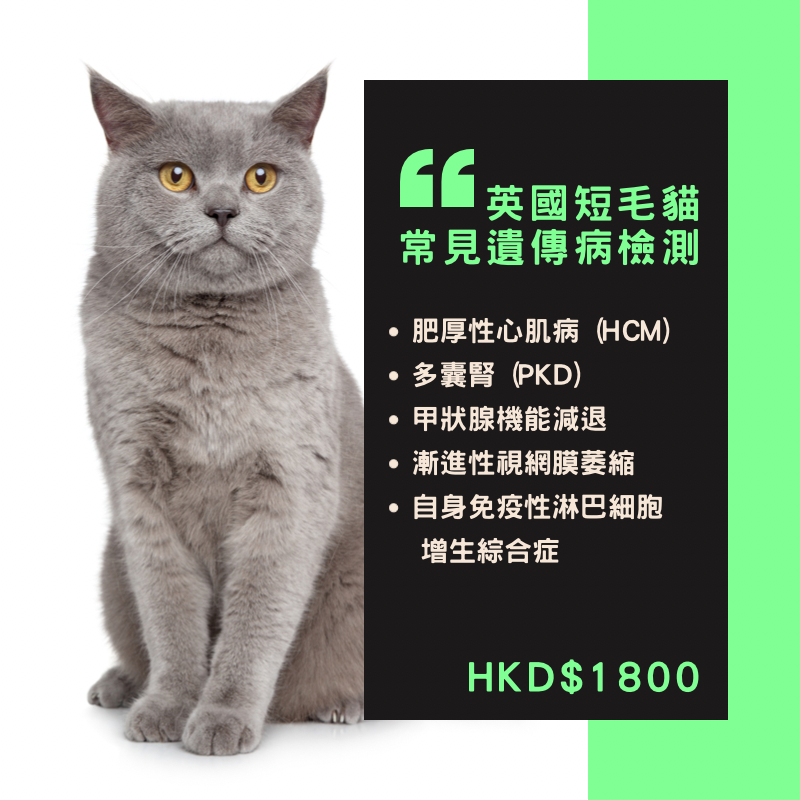 【遺傳病基因檢測套餐】貓貓專用 - 英國短毛貓 Genetics Test For British Short Hair (Cat)
