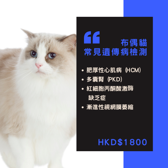 【遺傳病基因檢測套餐】貓貓專用 - 布偶貓  Genetics Test For Ragdoll (Cat)