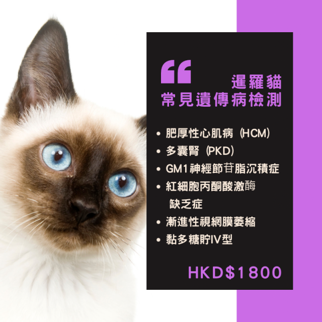 【遺傳病基因檢測套餐】貓貓專用 - 暹羅貓 Genetics Test For Siamese cat (Cat)