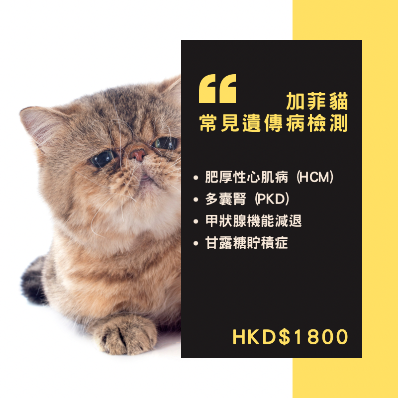 【遺傳病基因檢測套餐】貓貓專用 - 加菲貓/異國短毛貓 Genetics Test For Exotic Short Hair (Cat)