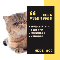 【遺傳病基因檢測套餐】貓貓專用 - 加菲貓/異國短毛貓 Genetics Test For Exotic Short Hair (Cat)