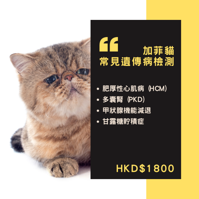 【遺傳病基因檢測套餐】貓貓專用 - 加菲貓/異國短毛貓 Genetics Test For Exotic Short Hair (Cat)