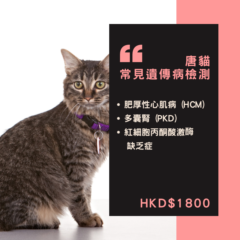 【遺傳病基因檢測套餐】貓貓專用 - 唐貓 Genetics Test For Domestic cat (Cat)