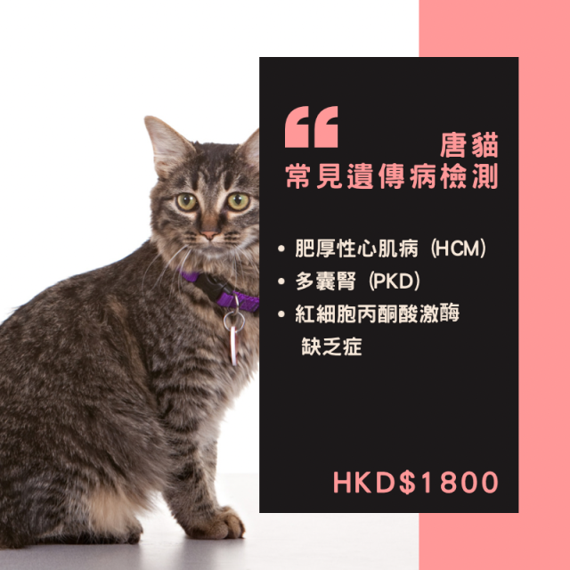 【遺傳病基因檢測套餐】貓貓專用 - 唐貓 Genetics Test For Domestic cat (Cat)