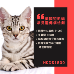 【遺傳病基因檢測套餐】貓貓專用 - 美國短毛貓貓 Genetics Test For American Short Hair (Cat)