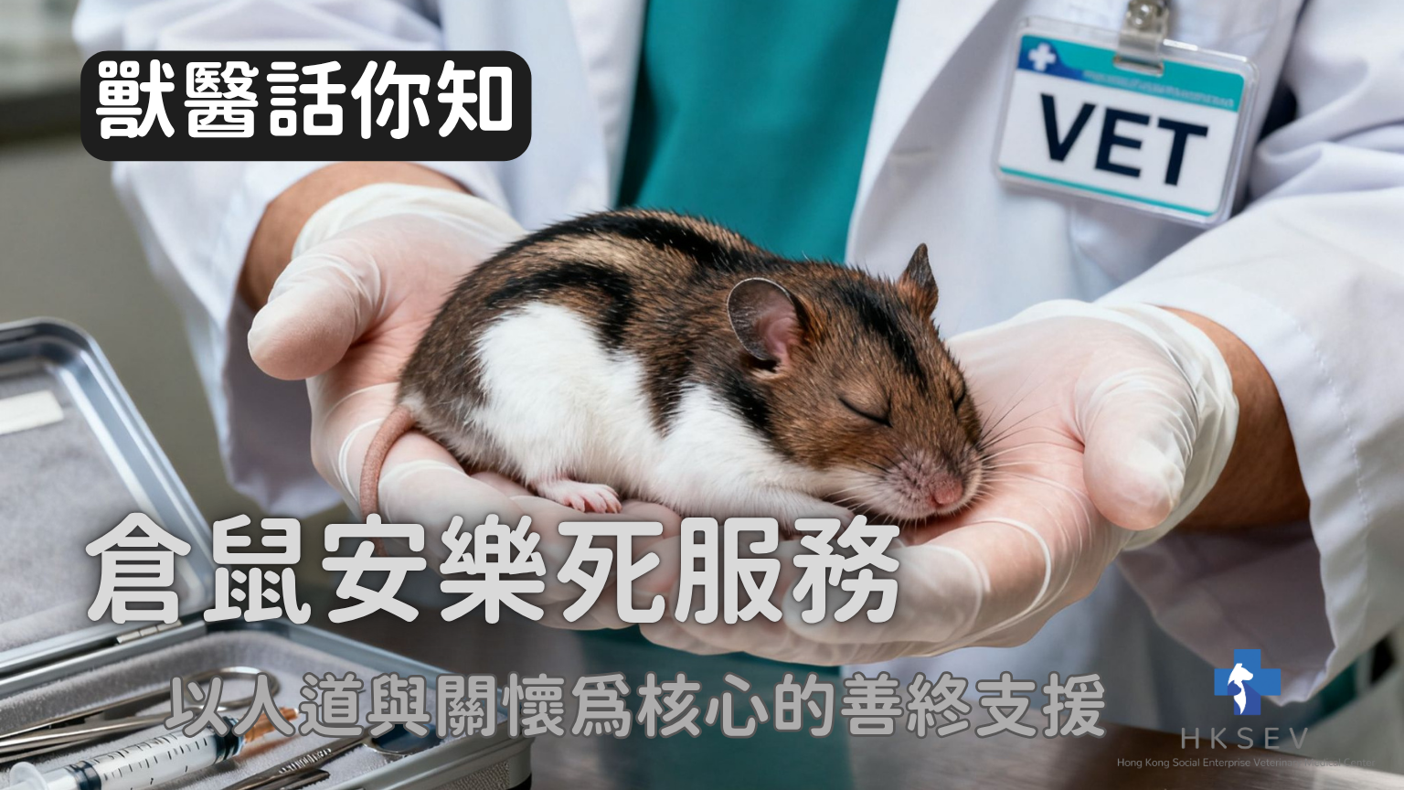 倉鼠安樂死服務｜ 以人道與關懷為核心的善終支援｜ HKSEV 香港社企獸醫診所｜ 旺角人道處理與小動物善終關懷