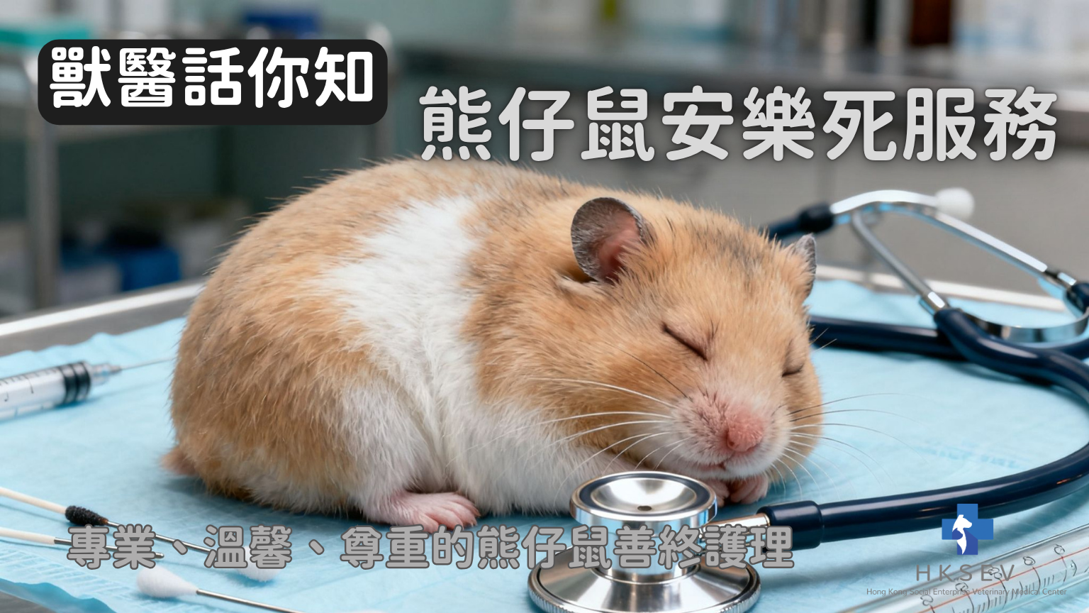 熊仔鼠安樂死服務｜ HKSEV 香港社企獸醫診所｜ 旺角人道處理與小動物善終關懷