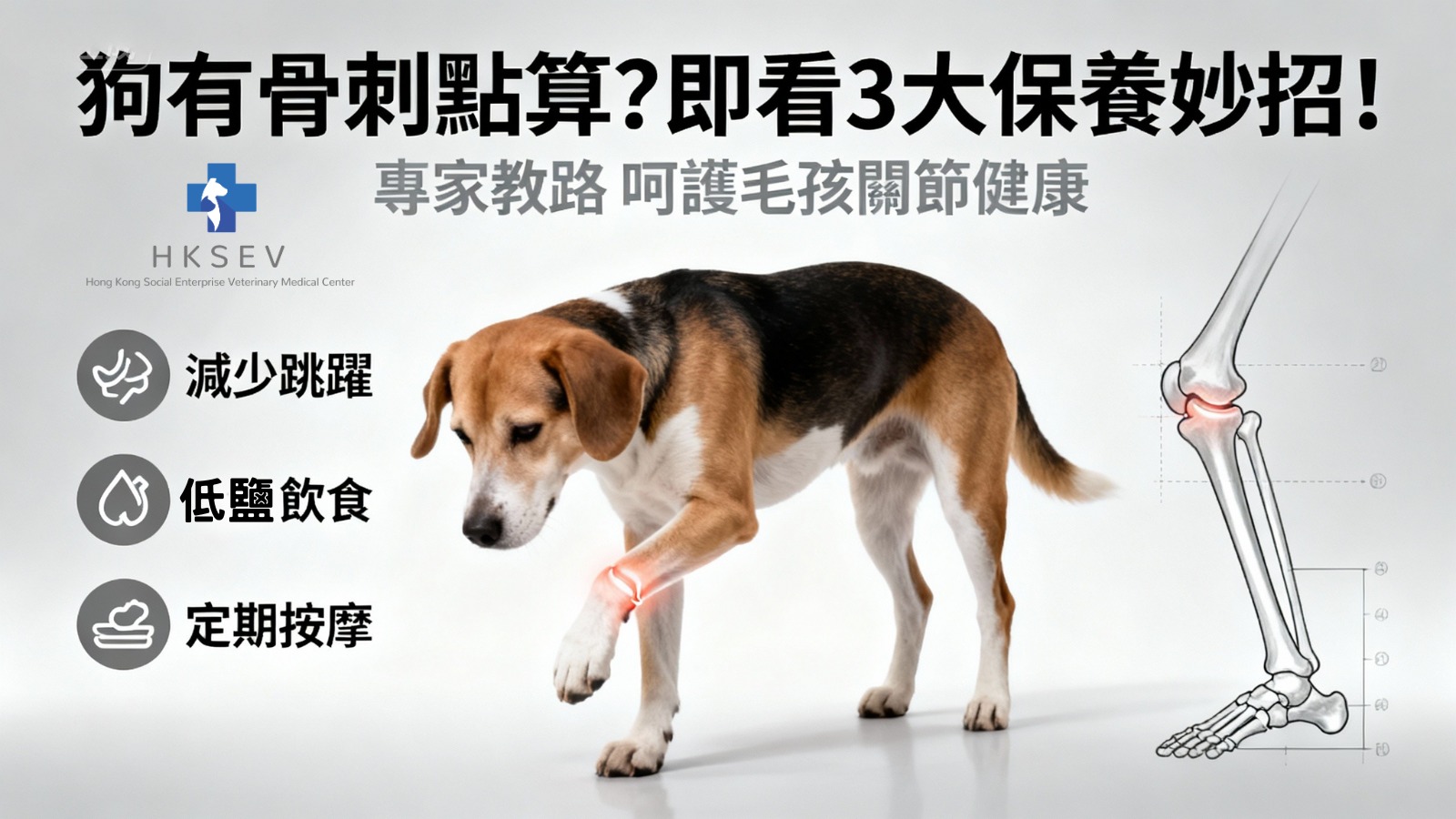 狗狗有骨刺點算？🐶 一文睇清3大保養妙招＋舒緩痛楚方法｜旺角香港社企獸醫診所