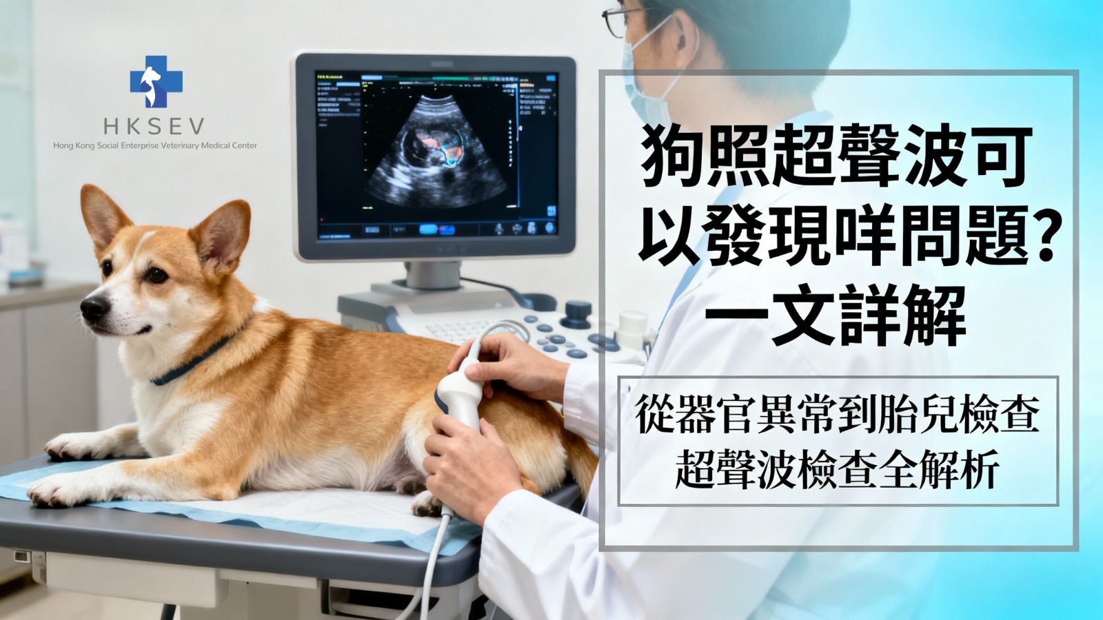 狗照超聲波可以發現咩問題？一文詳解｜HKSEV獸醫診所