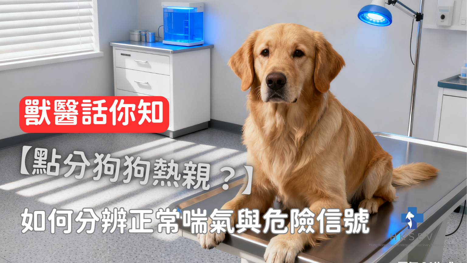 狗狗呼吸急促封面