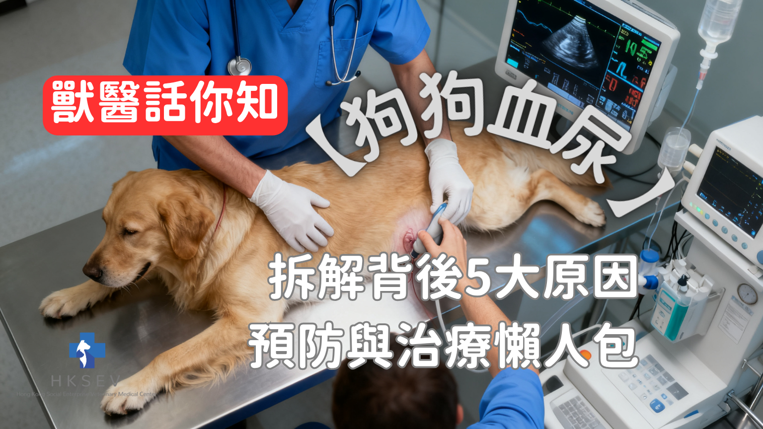 狗狗血尿文章封面