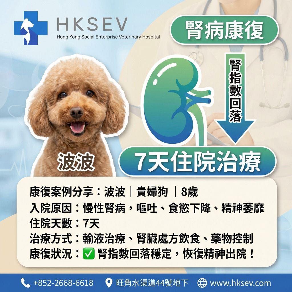 香港社企寵物醫院- 2668 6618