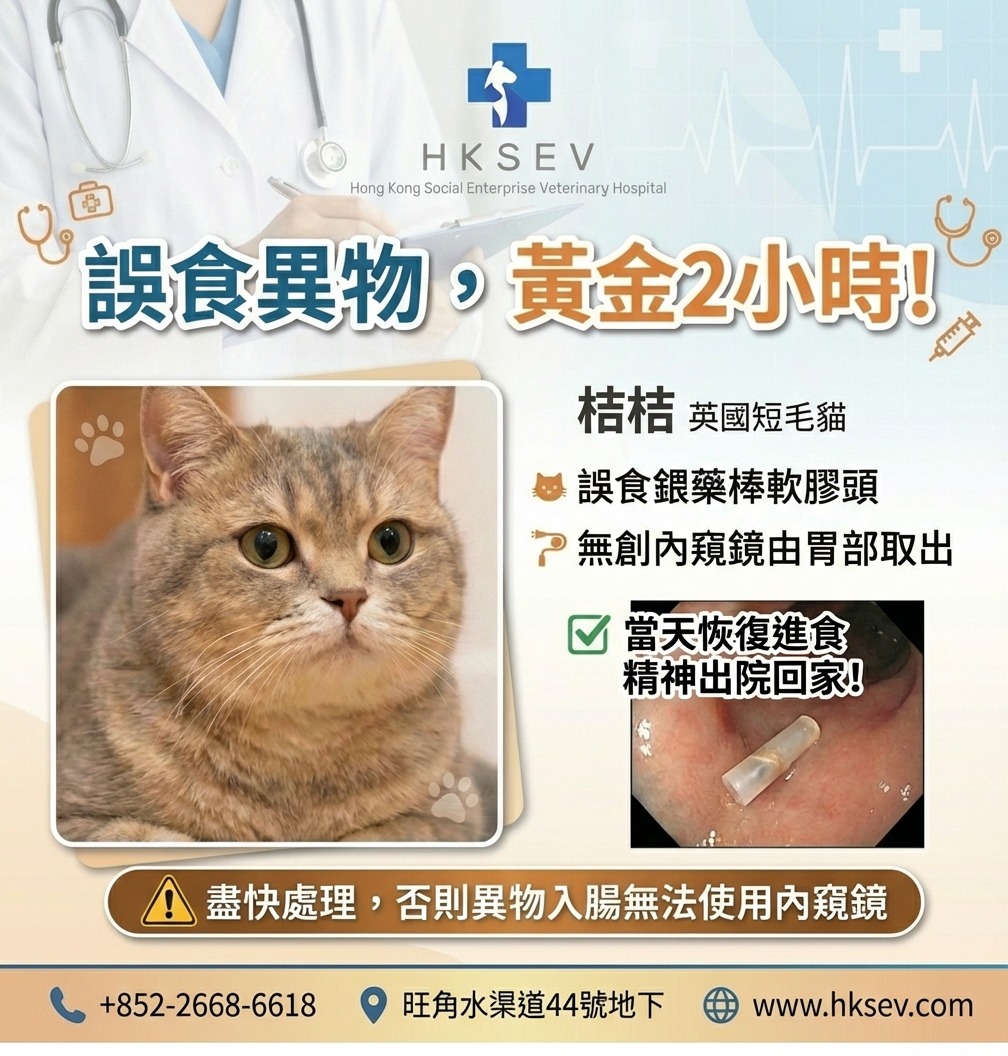 香港社企寵物醫院- 2668 6618