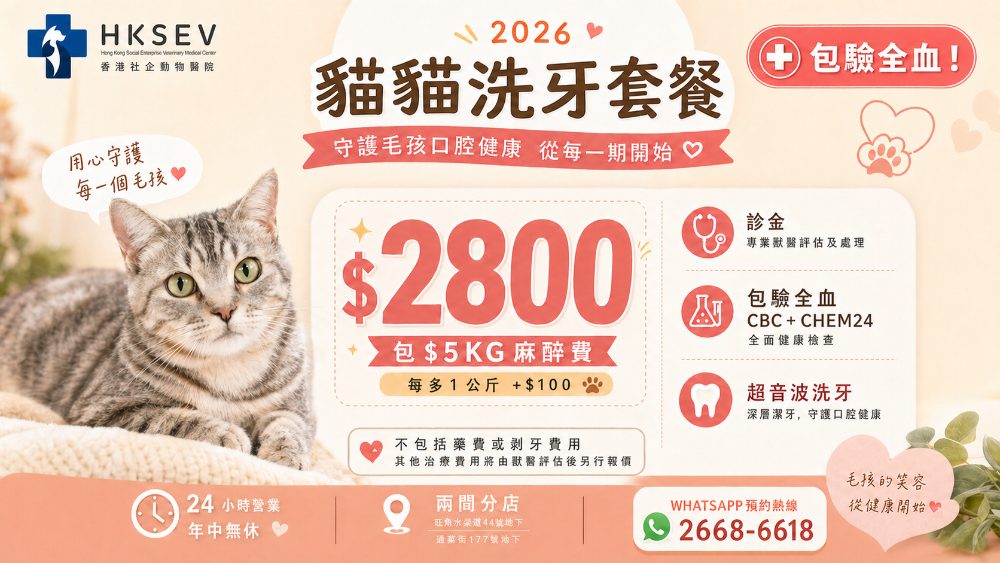 HKSEV 2026 貓貓洗牙套餐 $2800 包驗全血 &middot; 超聲波洗牙 &middot; 5kg 麻醉費