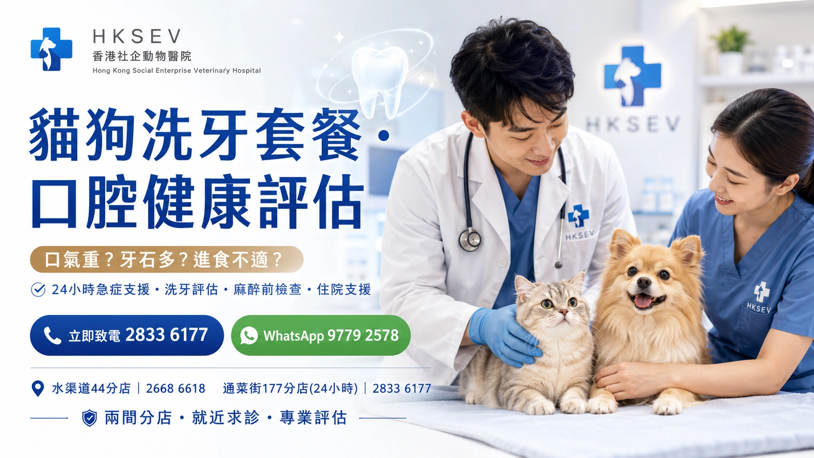 HKSEV 旺角獸醫為狗狗進行洗牙前口腔檢查，貓咪在主人身旁安心等候