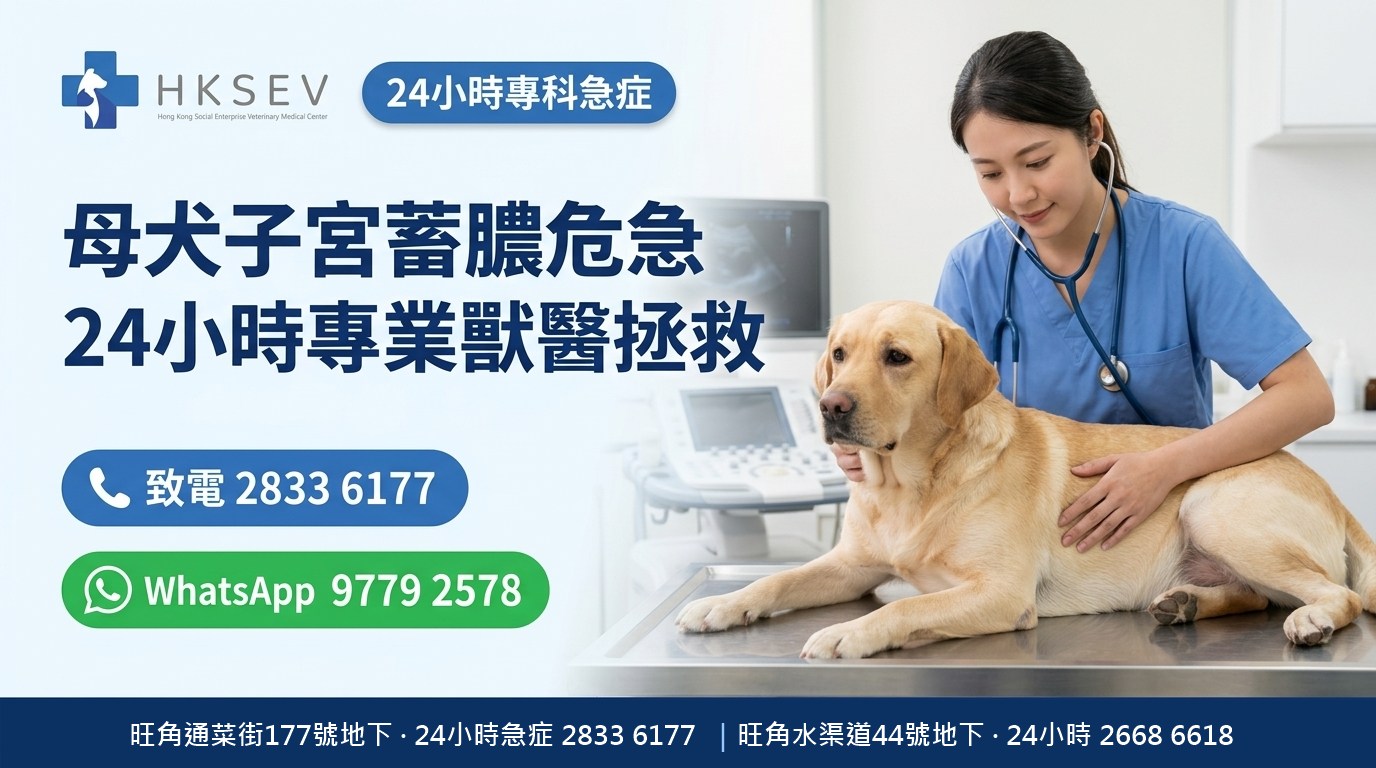 HKSEV 旺角24小時母狗子宮蓄膿Pyometra急症 緊急手術超聲波 通菜街177號地下 熱線2833 6177