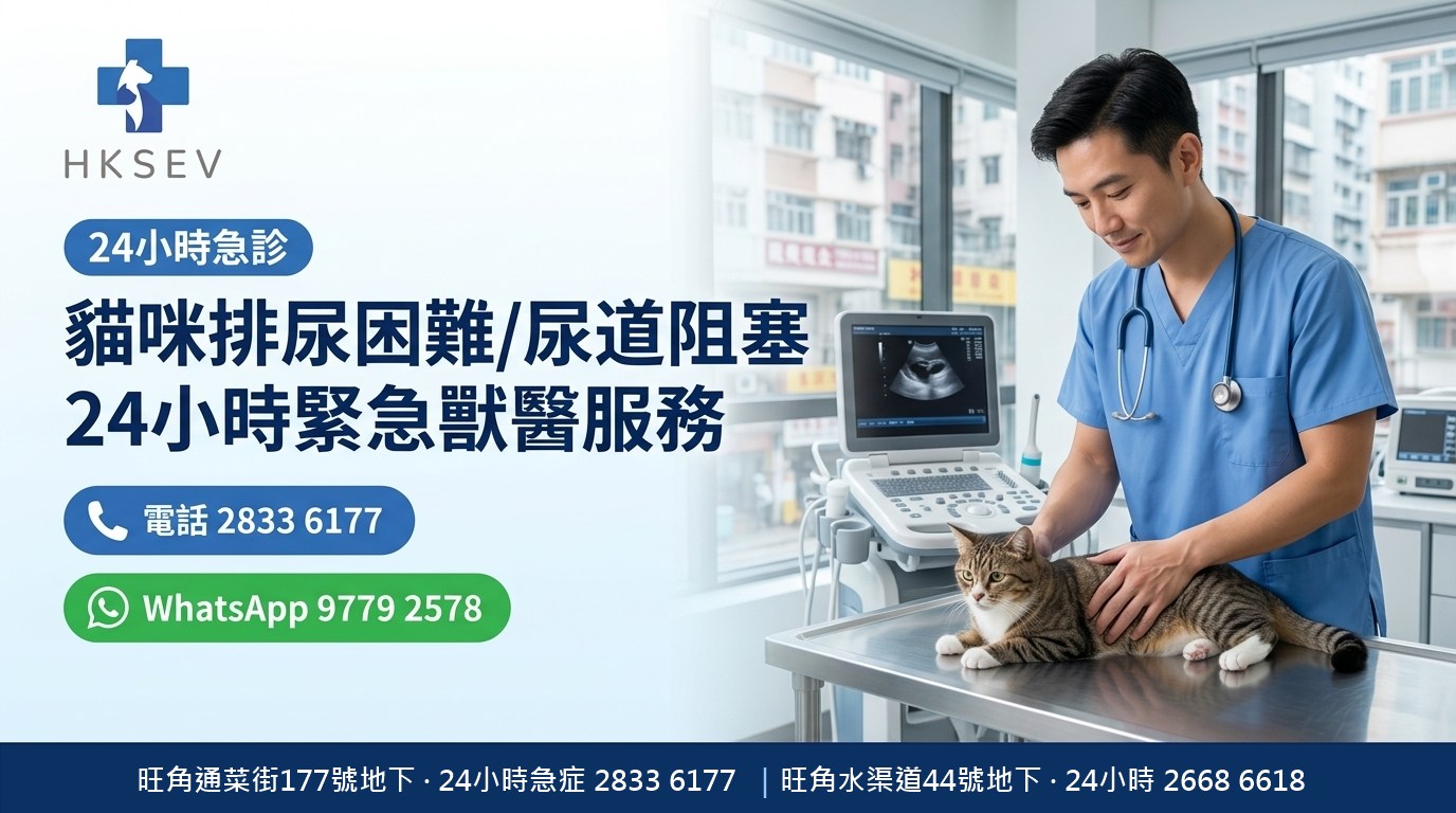 HKSEV 旺角24小時貓咪泌尿急症 尿道阻塞膀胱炎導尿 通菜街177號地下 熱線2833 6177