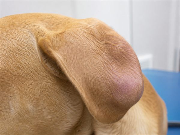 狗狗耳殼突然腫起的耳血腫症狀示意
