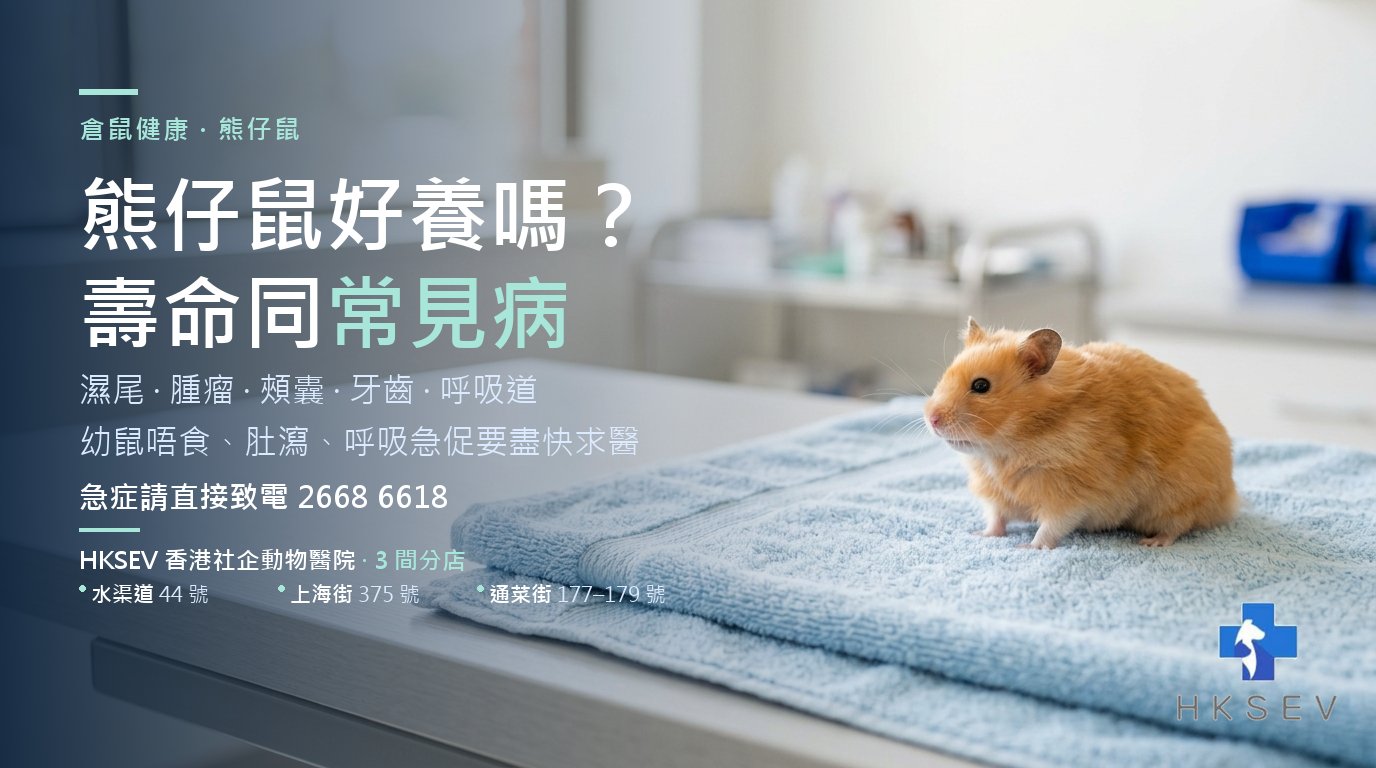 熊仔鼠在診所檢查