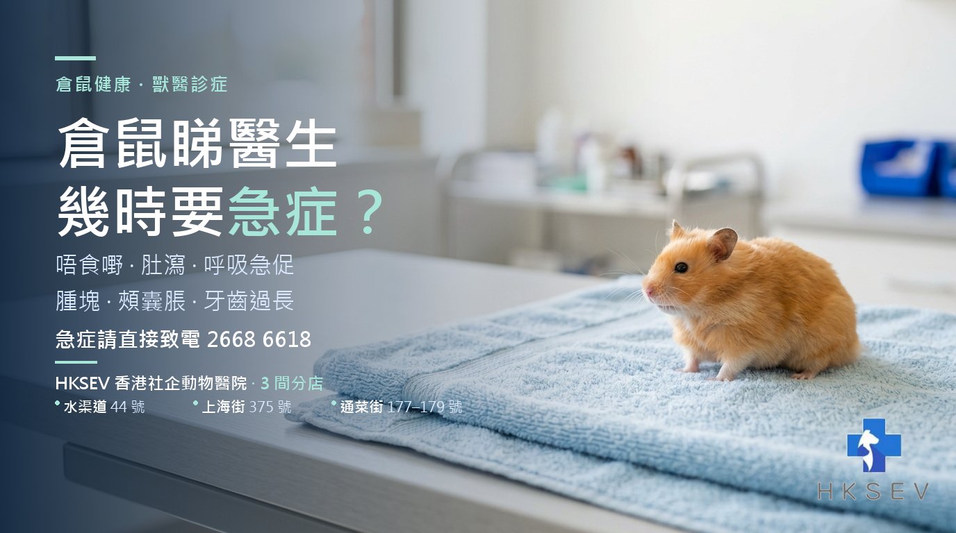 倉鼠在 HKSEV 獸醫診所檢查台上接受檢查