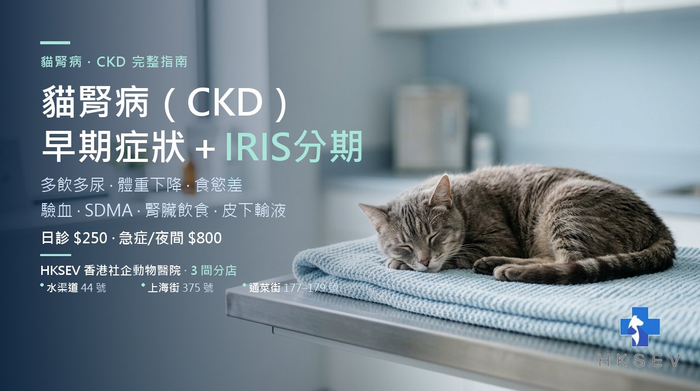 貓腎病（CKD）完整指南，貓咪在獸醫診所休息