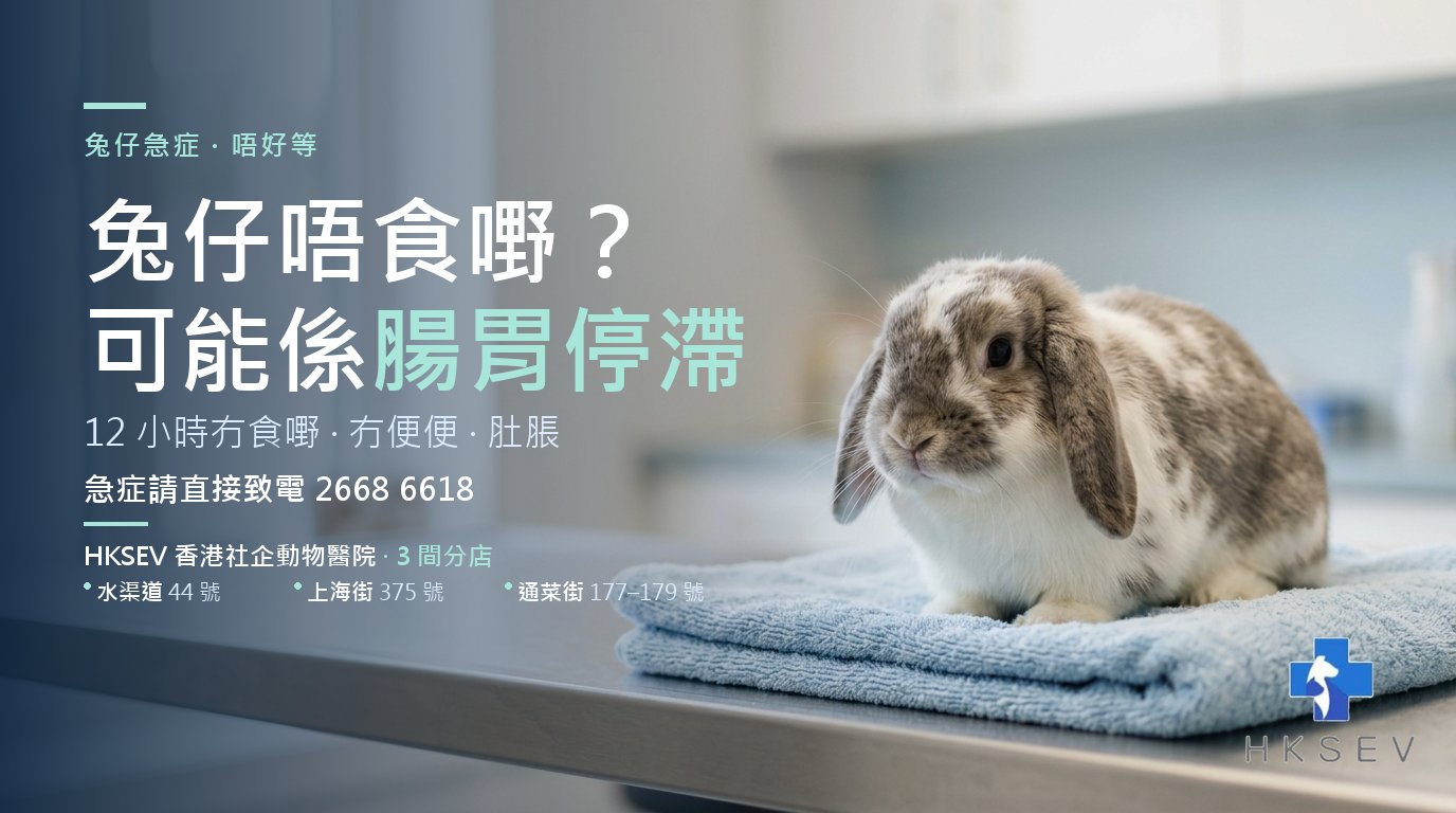 兔仔在診所檢查