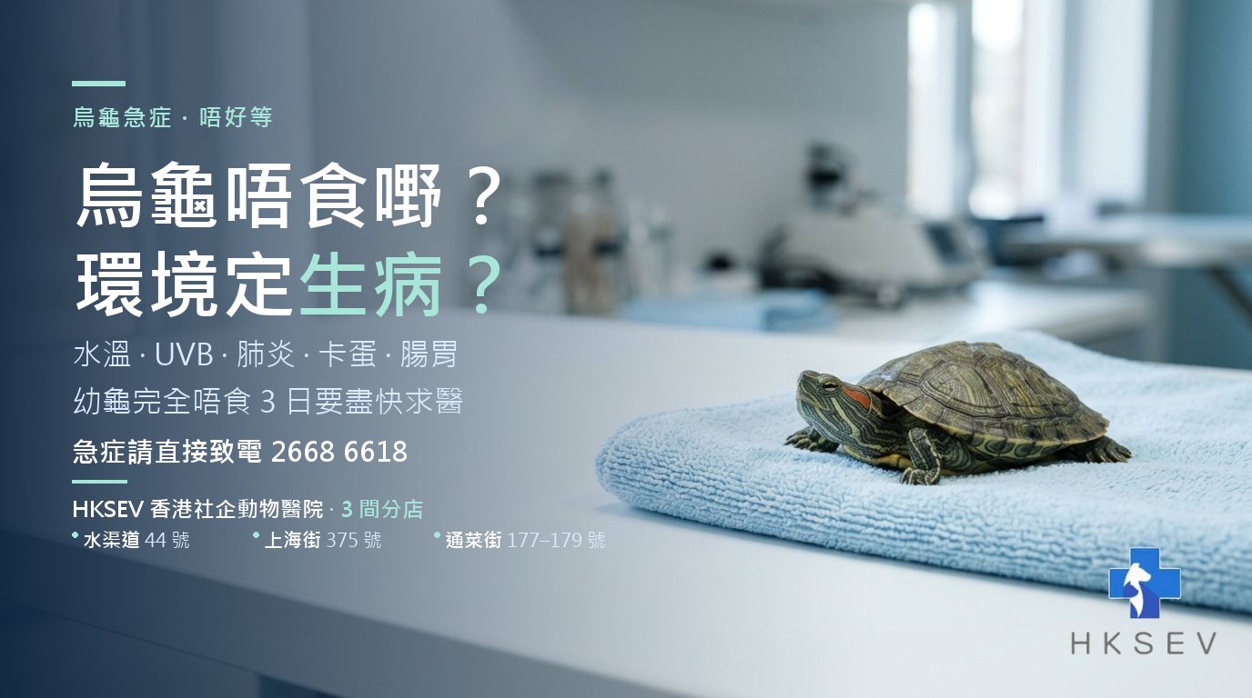 烏龜在診所檢查