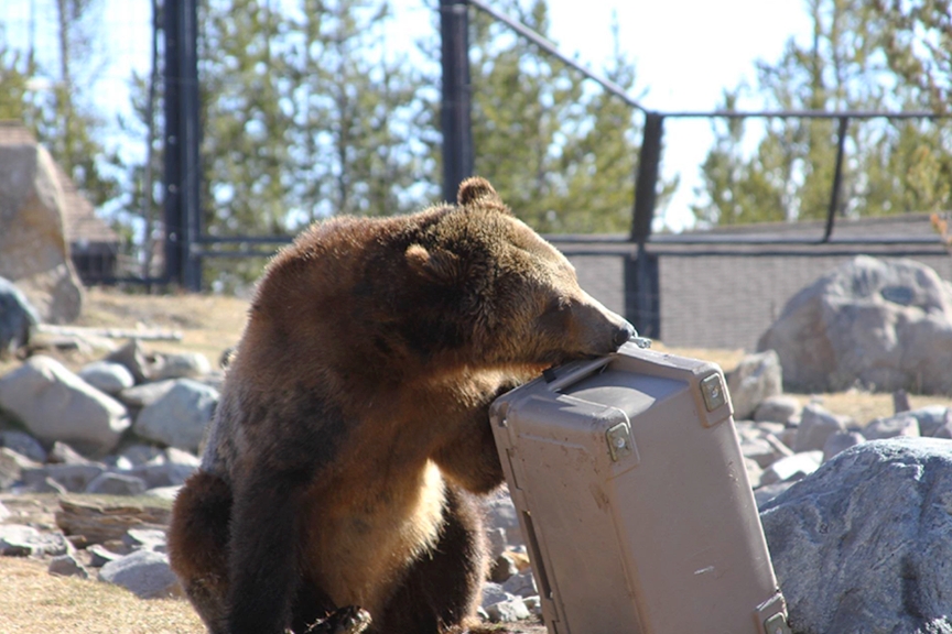 Bear Resistant test Instrucion