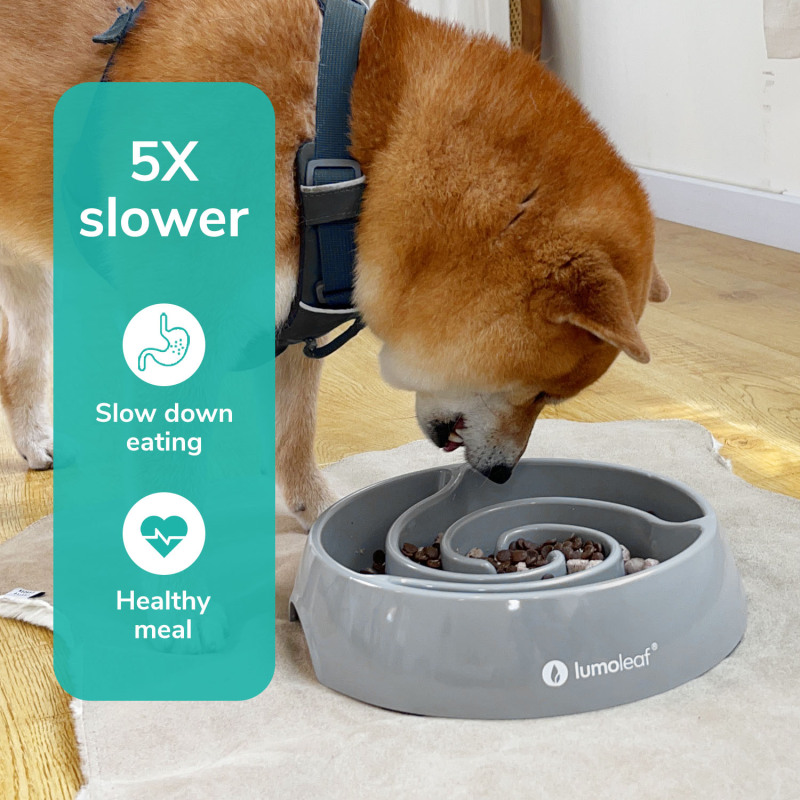 Slow Feeder Dog Food Bowl