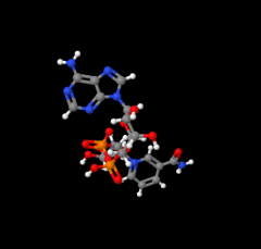 High purity 99% Nicotinamide adenine dinucleotide (NAD) NADH powder CAS 53-84-9 with low price